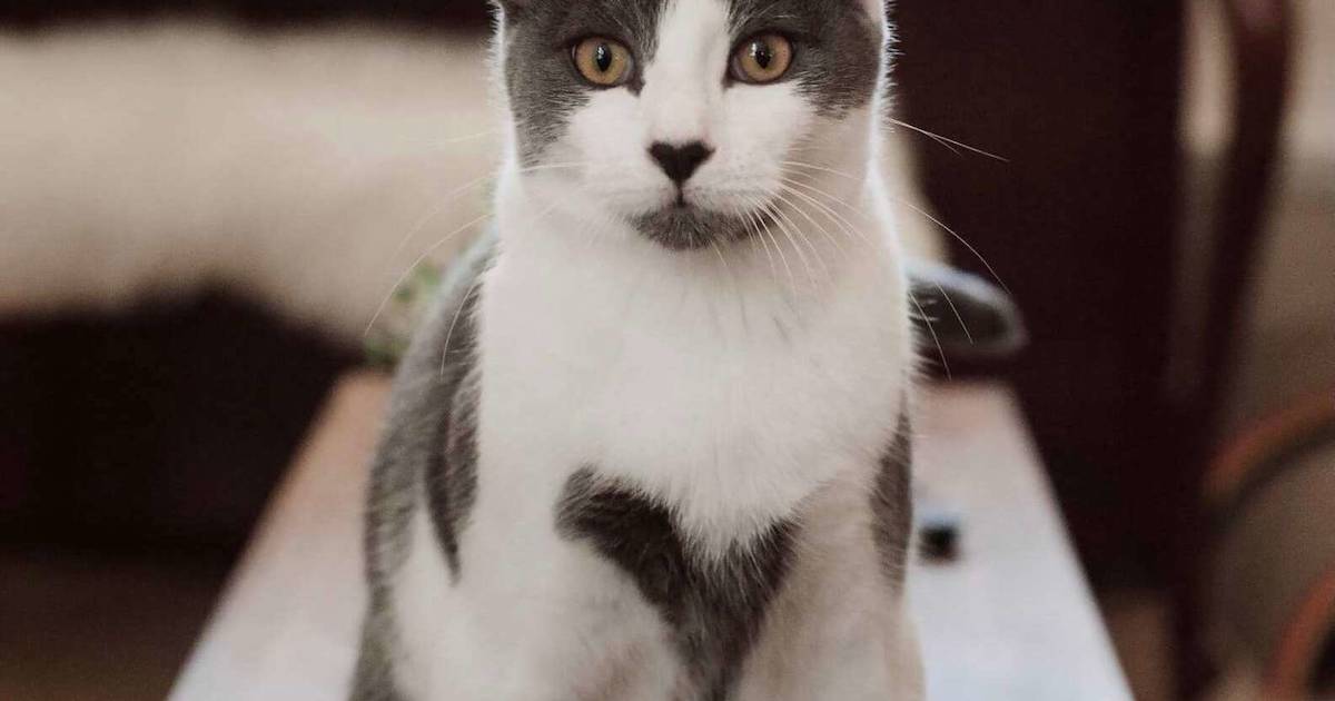 Кот который а. Кэтти кот. кэти кот.