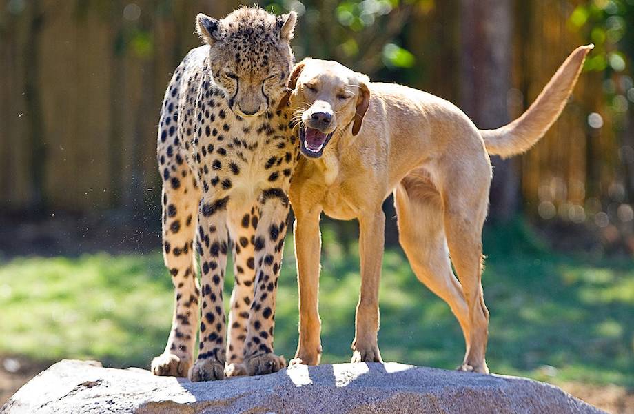 Видео: Жираф и страус, кабан и собака — истории настоящей дружбы между животными