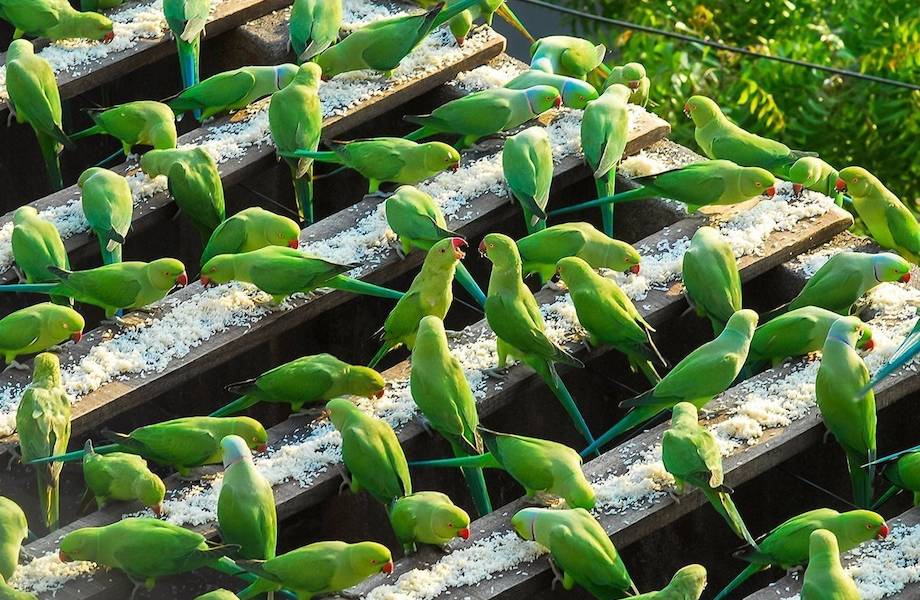 Видео: Почему индиец каждый день кормит 4000 попугаев и 16 лет не переезжает