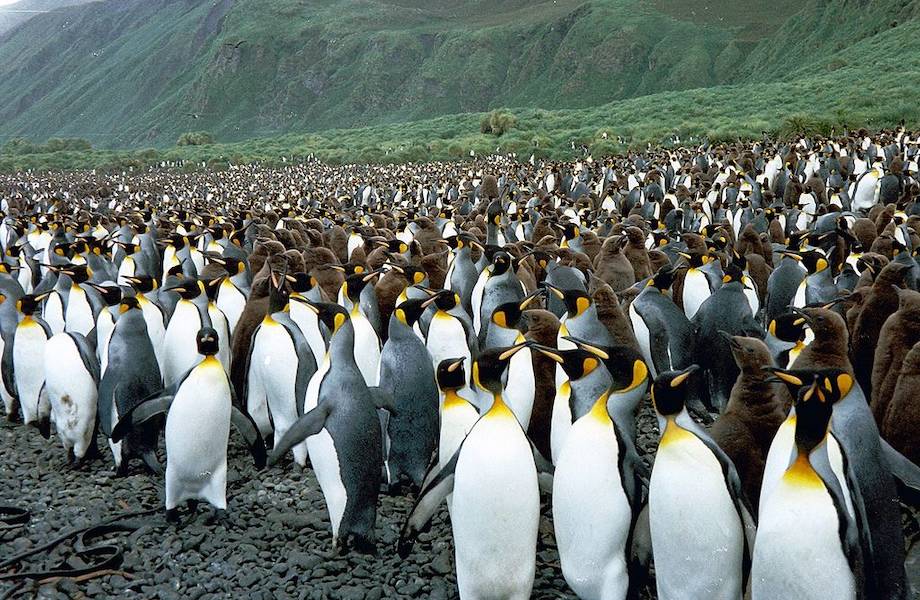​Австралийский остров, где пингвинов больше, чем людей