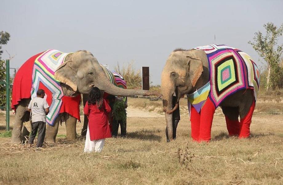 Где шьют одежду для слонов и для чего это делают