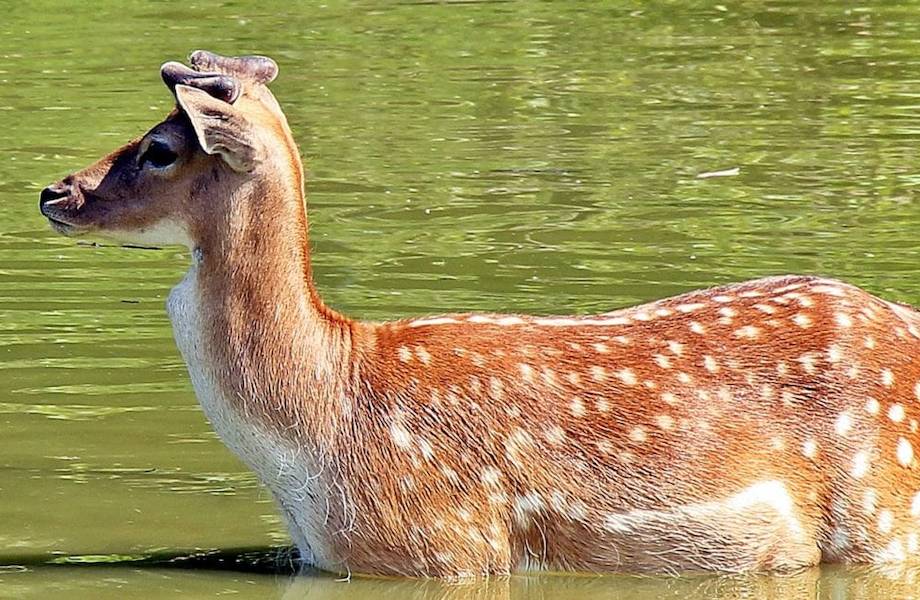 Видео: Мужчина вытащил из озера оленя, который попал в ловушку и ничего не видел Видео: Мужчина вытащил из озера оленя, который попал в ловушку и ничего не видел