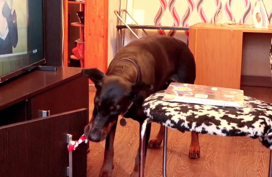 Видео: Находчивый доберман, наивный хозяин — собака делает вид, что не брала лакомство