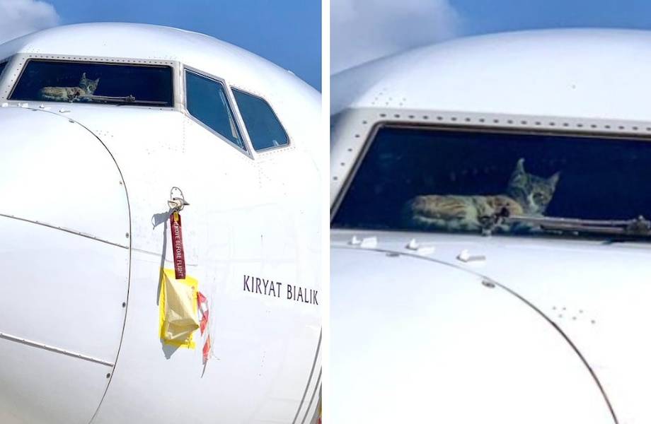 Кота на 2 недели забыли в самолете, но он нашел развлечение, и теперь борт надо чинить