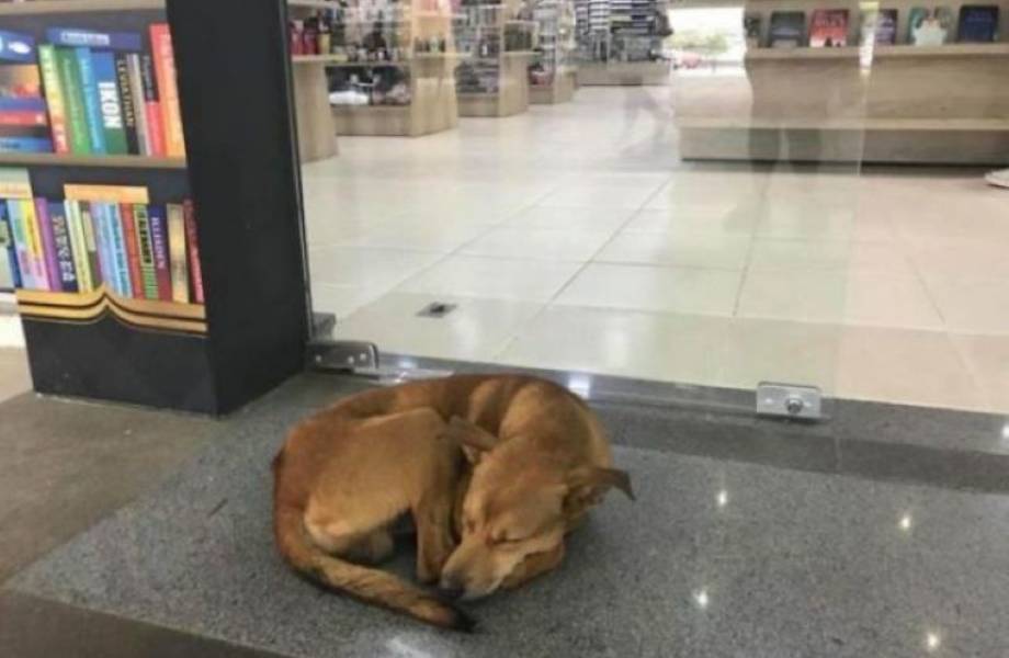 Как бездомный пес без спроса взял книгу в магазине и стал настоящей звездой 