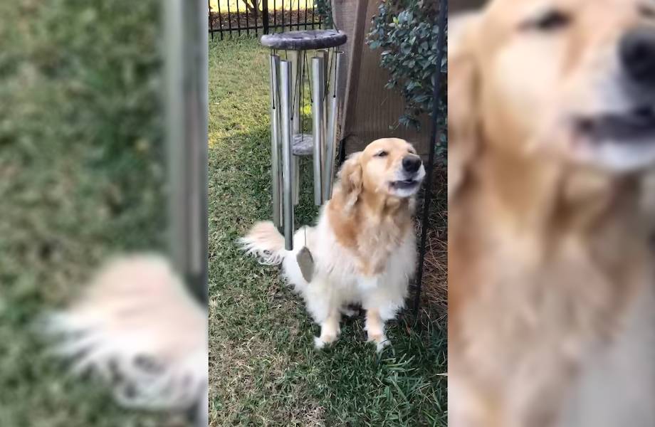 Видео: Собака поет под звон музыки ветра