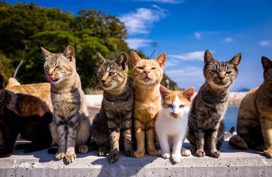 Видео: 10 стран, где не могут жить без котиков, в том числе Россия