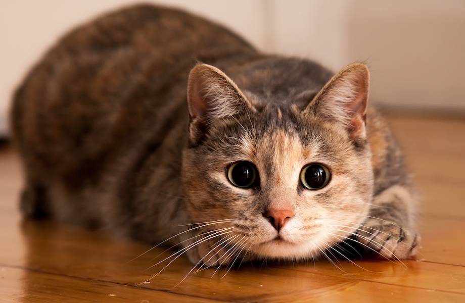 Кошки не мяукают для других кошек: 7 интересных фактов о котах