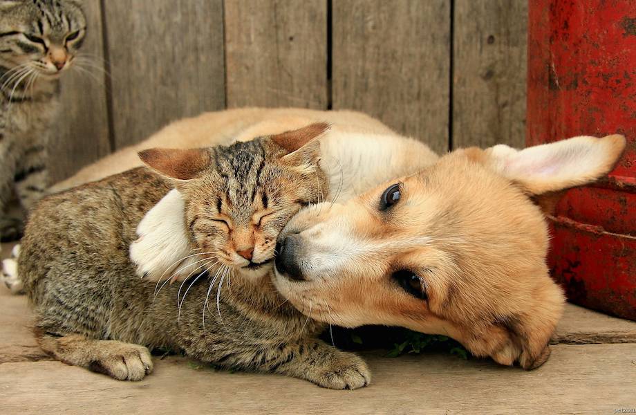 Кошки или собаки: какое животное предпочитает мир 