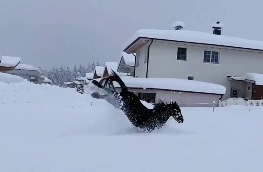 Видео: Лошади купаются в снегу — удивительное зрелище