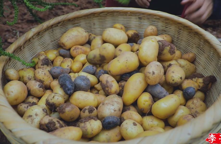 Видео: Как сажают картофель в Китае и что готовят из него в деревнях Поднебесной