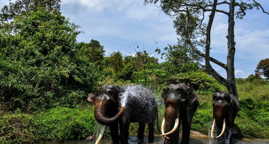 Фото дня: рейнджеры во время патрулирования леса заметили купающихся слонов