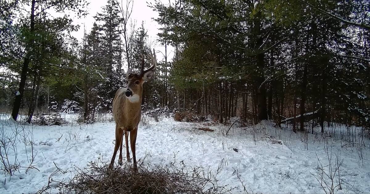 Дикий северный олень. Хоровод оленей с девушкой. Deer eating. Северный олень и ягель. Тувинское горловое.