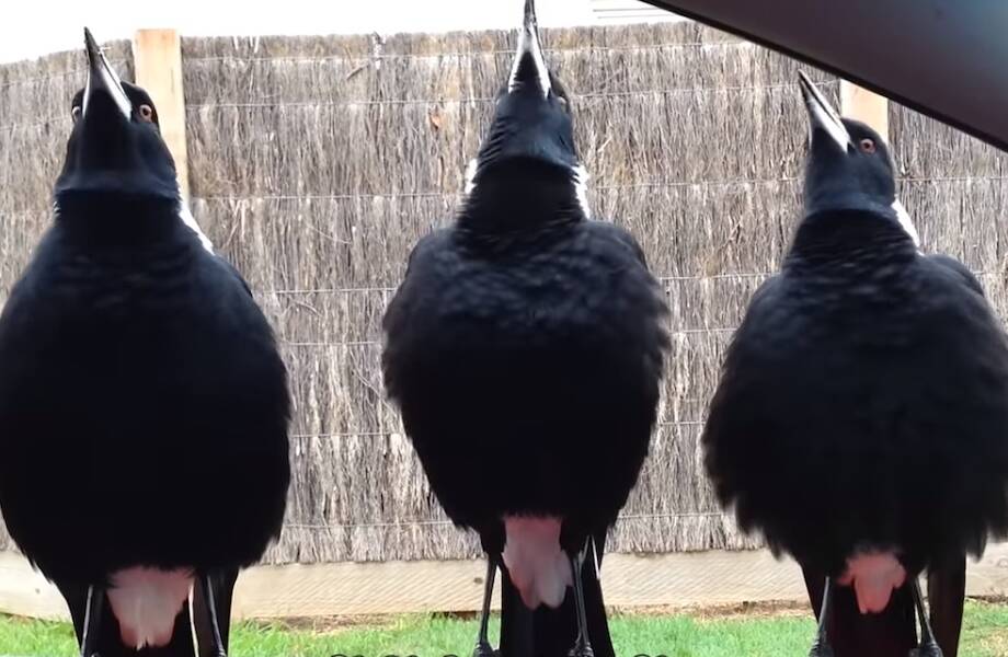 Удивительные серенады австралийских сорок, птиц, способных имитировать даже речь людей