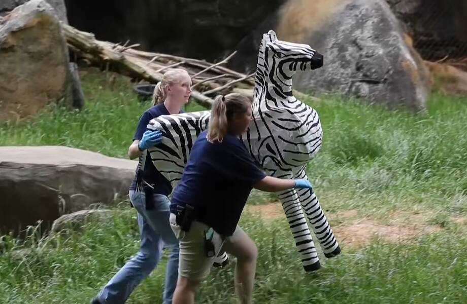 Кукольные зебры для львов и уроки рисования — невероятная закулисная жизнь зоопарков