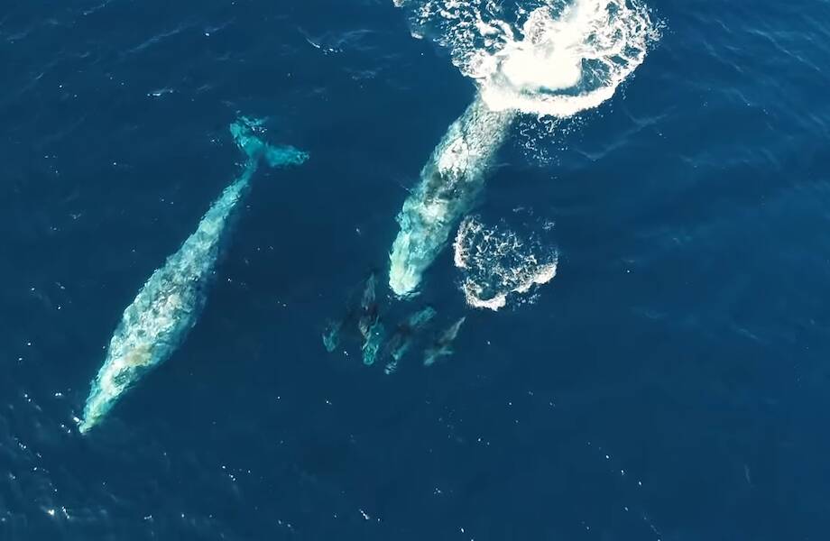 Видео: Дрон снял удивительное видео, как дельфины играют с китами