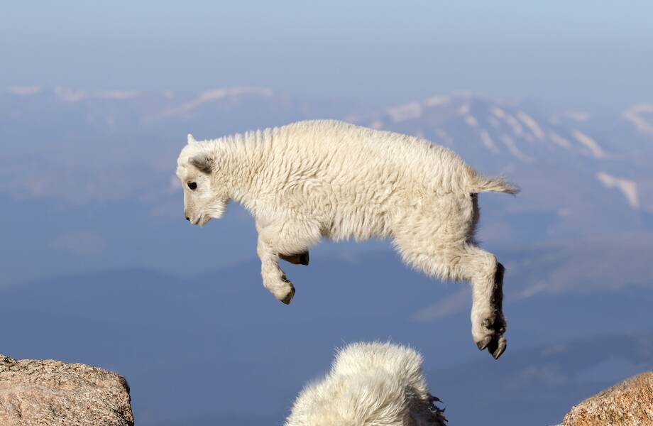 Видео: Невероятные прыжки горных козлов через пропасть