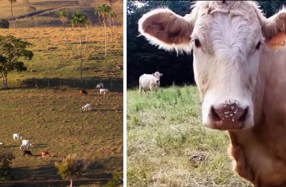 Видео: Дрон увидел в облике коровы нечто странное — ее нос покрывали иглы ежа
