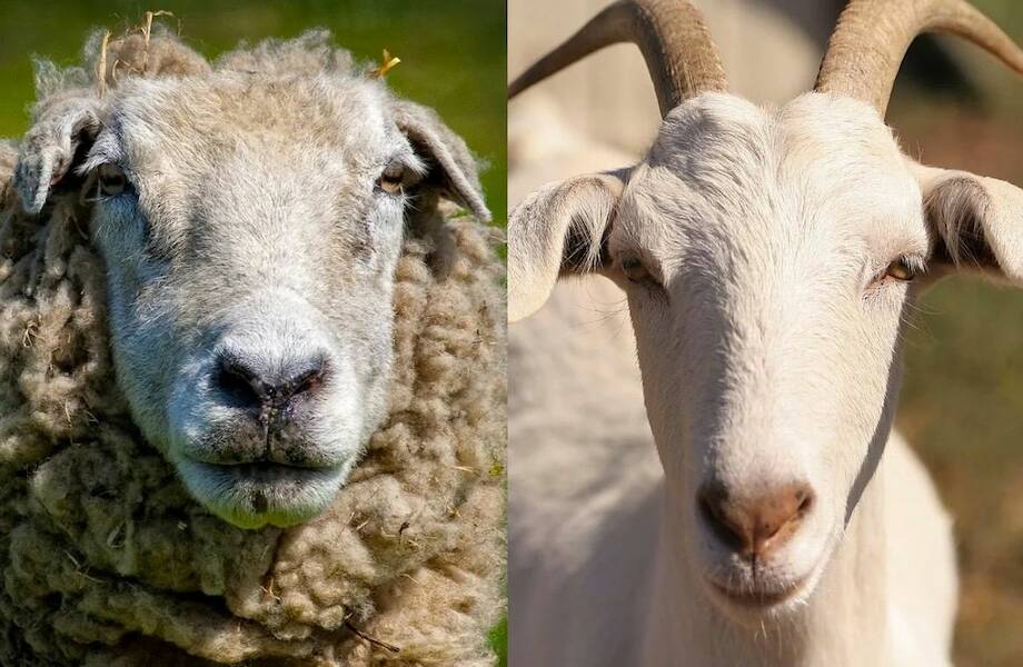 Почему козы умнее овец: ученые устроили животным тестирование
