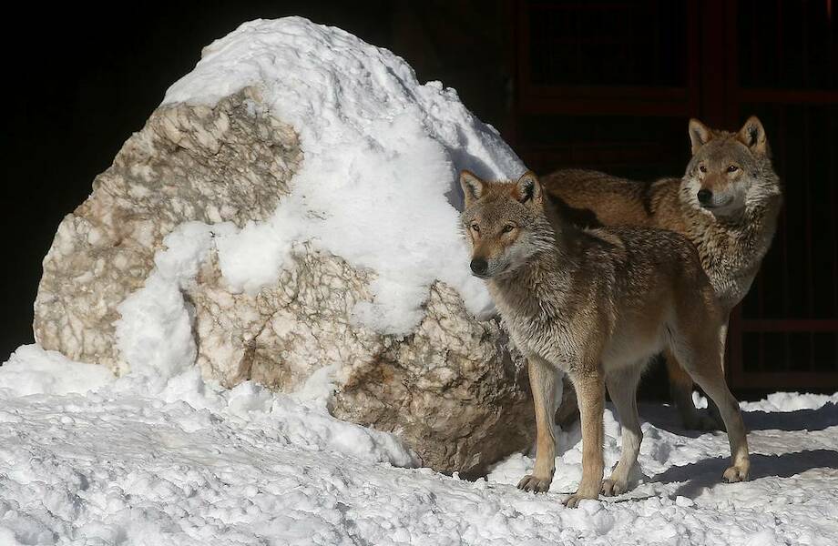 Видео: Сравнение размеров живых и исчезнувших волков