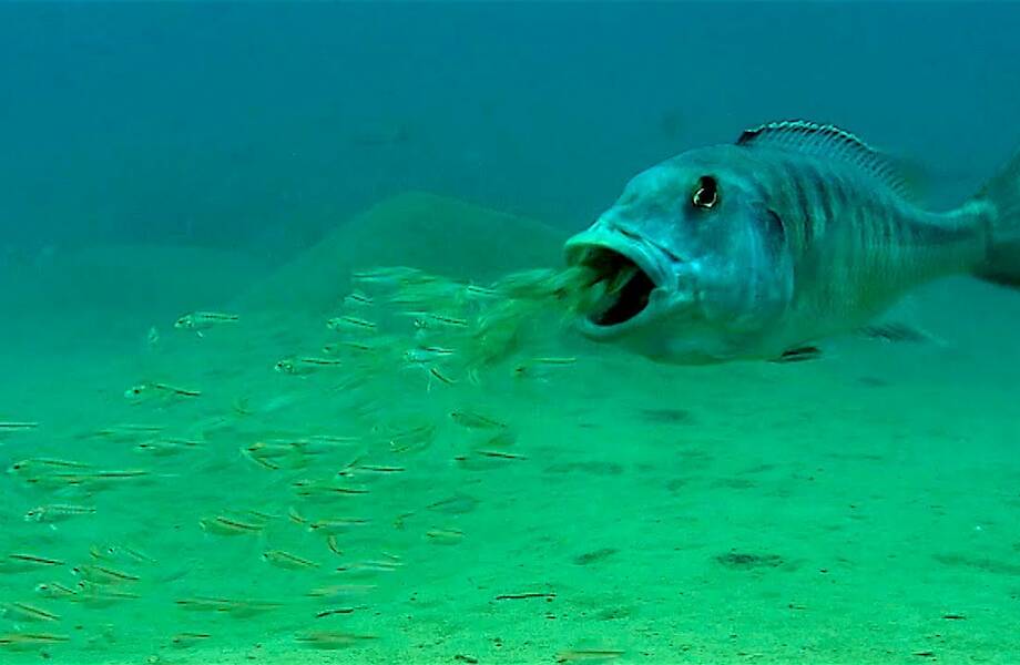 Маутбрудеры: рыба вовсе не ест мальков, просто она их мама и выращивает их во рту