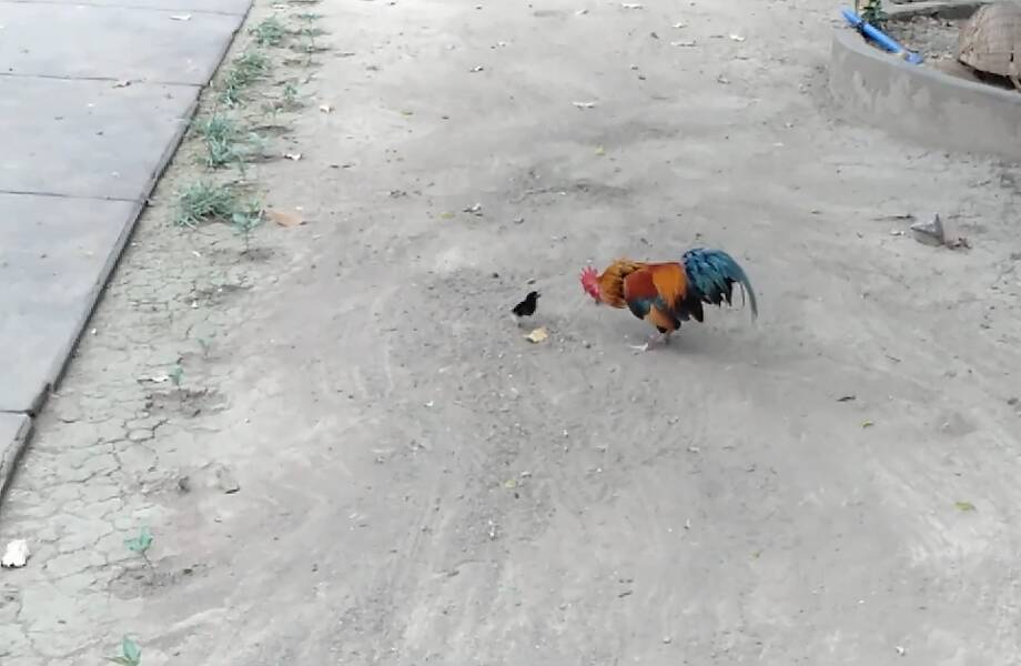 Смешное видео: храбрый крохотный цыпленок гоняет петуха 