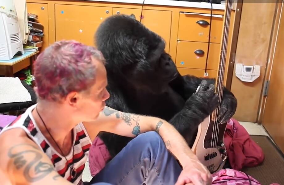 Видео: Басист Red Hot Chili Peppers играет для сверхумной гориллы Коко