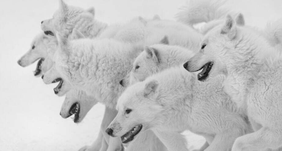 Фото дня: стая гренландских собак