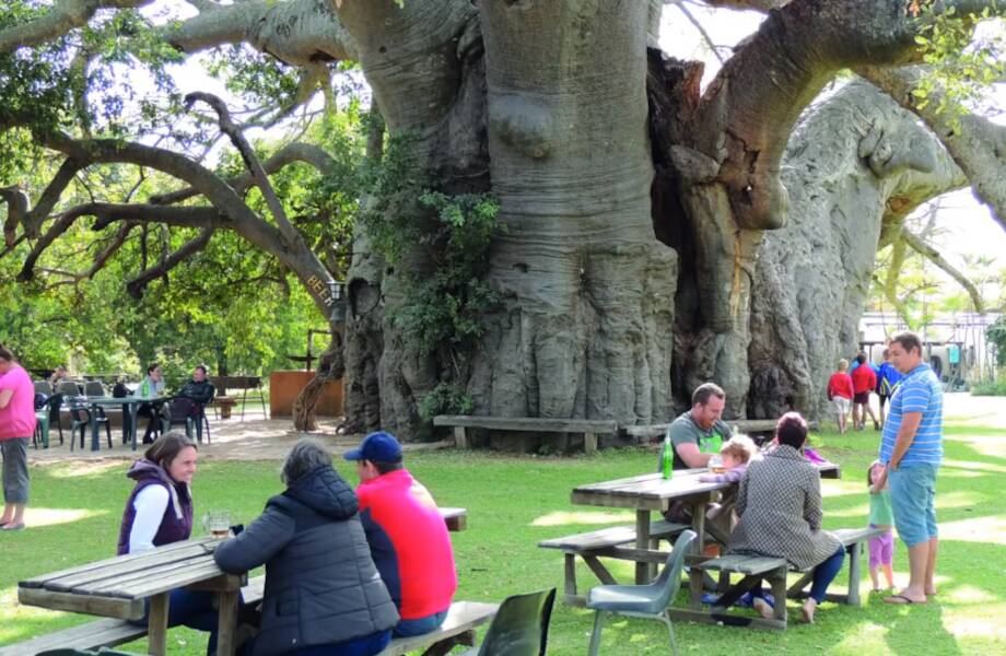 Видео: С виду обычное дерево, но внутри него — удивительный паб