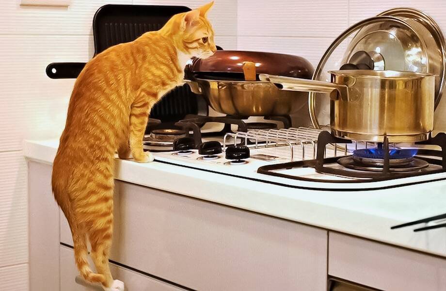 15 способов применения котов в домашнем хозяйстве