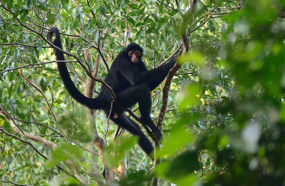 Душевное видео: Как спасенных паукообразных обезьян выпустили на свободу в лес
