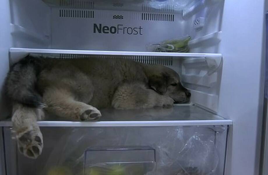 Щенок научился забираться в холодильник, чтобы отдохнуть от жары