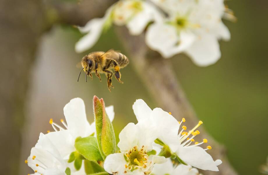 Видео: Как пчелы собирают пыльцу и зачем делают из нее хлеб, главный запас еды в улье