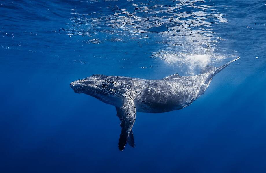 Бегемот — немного кит: в чем сходство гигантов