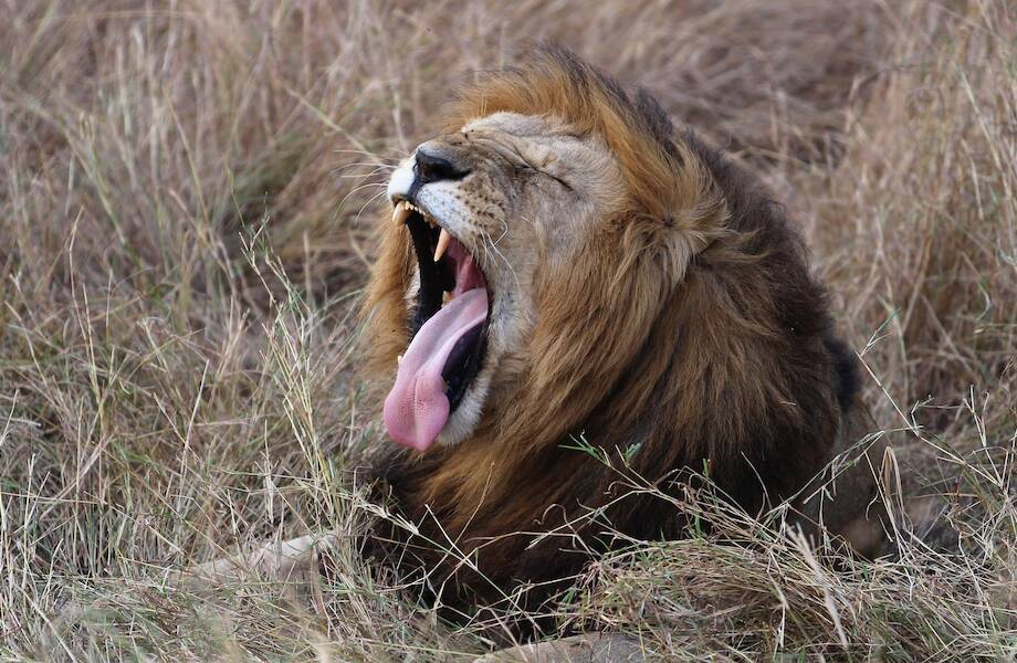 Львы помогли объяснить, в чем феномен заразности зевоты