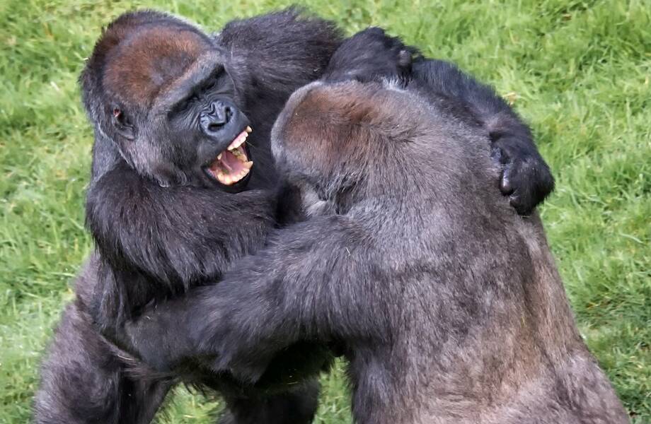Видео: На что способна горилла в ярости