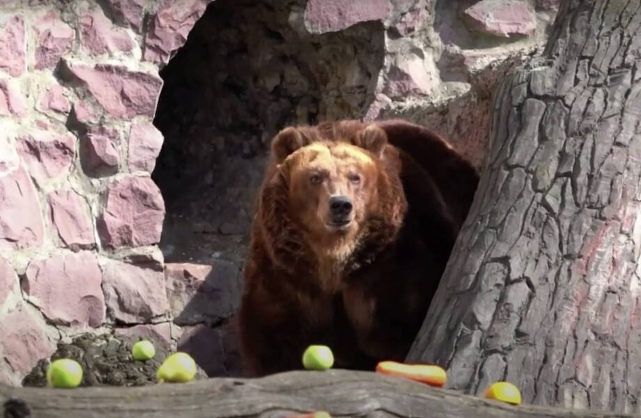 Видео: В Московском зоопарке проснулись медведи