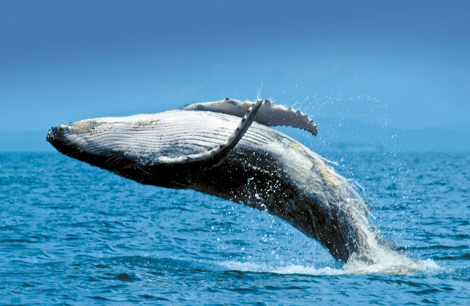 Как отдыхают горбатые киты, если они не могут дышать под водой