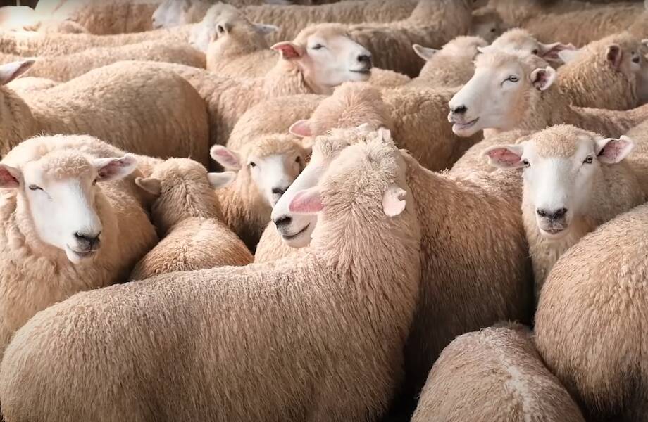 Видео: Как новозеландские фермеры стригут 25 000 овец за 10 дней
