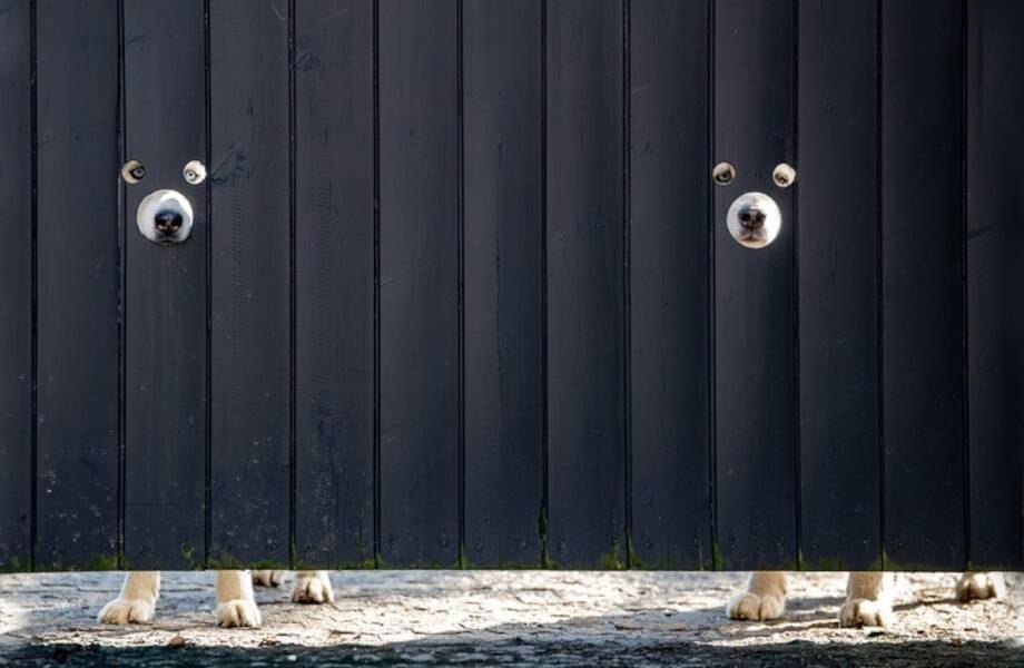 Лайфхак для любопытных: британец сделал дырки в заборе, чтобы собаки следили за улицей