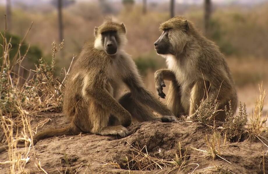 Видео: Как бабуины обманывают других животных, чтобы накормить голодных львов