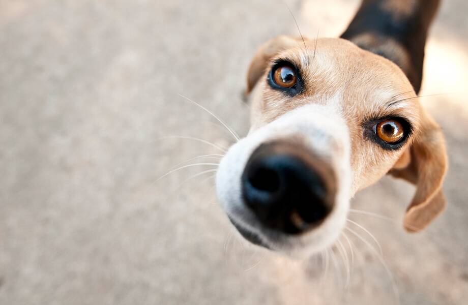 Появилось приложение, которое помогает отыскать потерявшуюся собаку по отпечатку носа