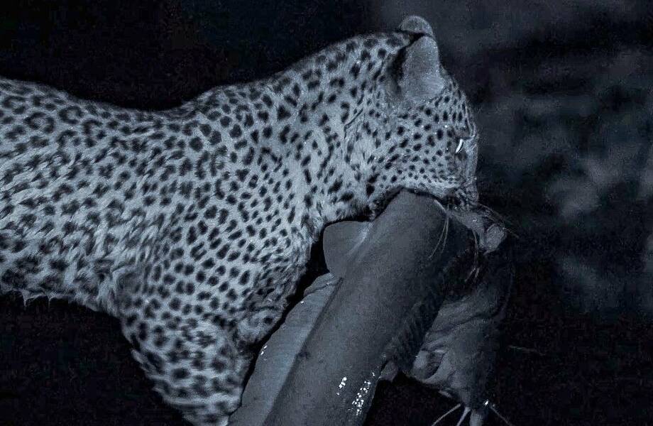 Видео: Семья леопардов учится ловить рыбу ночью