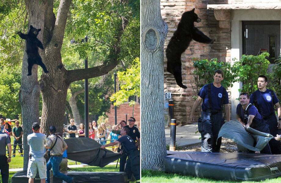 На улицах США медведи не только прогуливаются, но и падают с деревьев