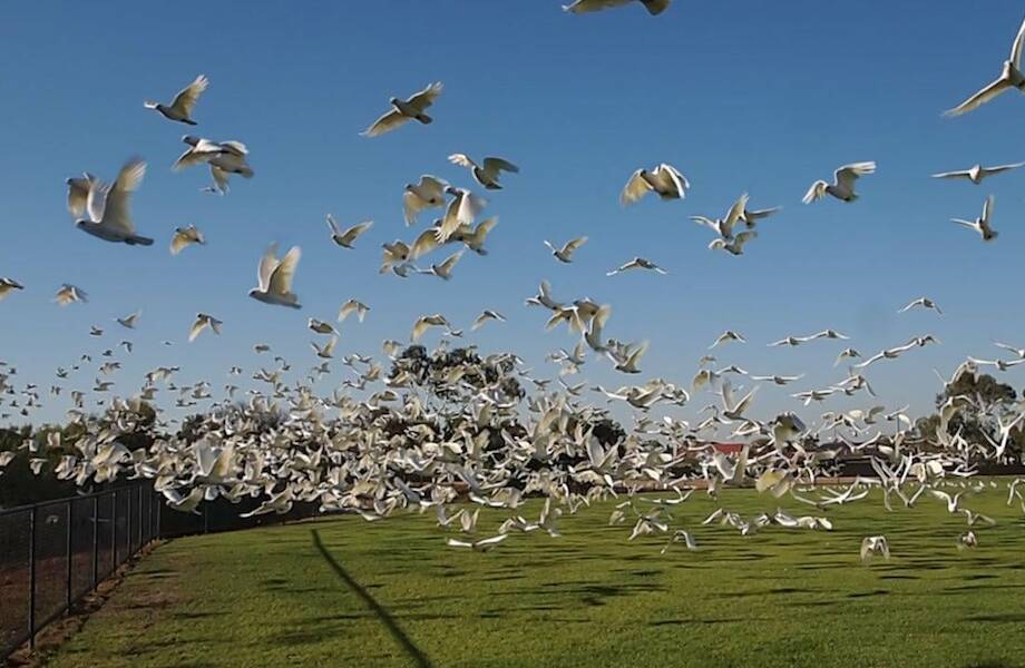Видео: Тысячи попугаев обосновались в австралийском городке, чем озадачили людей