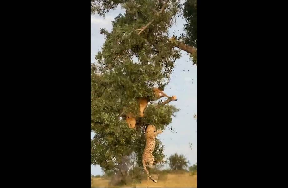 Видео: Львица и леопард не поделили добычу, и оба упали с дерева