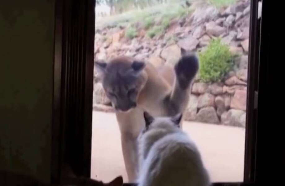 Видео: Встреча горного льва с домашними кошками