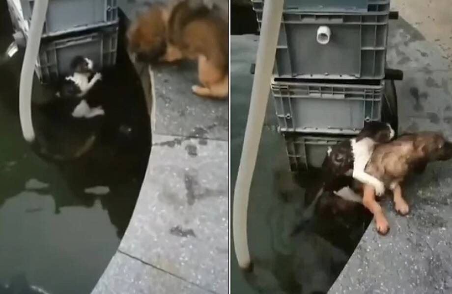 Необычное Событие Удивило Многих