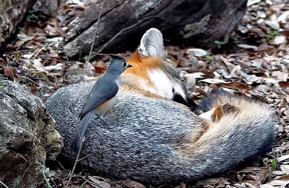 Видео: Отважная синица пытается нащипать шерсти для гнезда у прилегшей отдохнуть лисы
