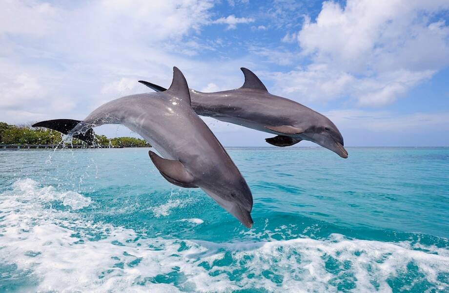 Почему встреча с дельфином в море вряд ли закончится хорошо